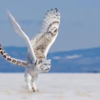 butuh-saran-nih-agan-and-gansis-pleasee-masuk