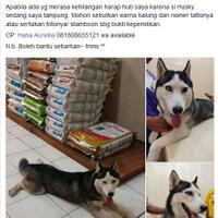 new-siberian-husky-lovers---read-page-1-for-update---part-2