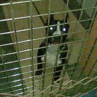 the-american-pitbull-lover039s---part-5