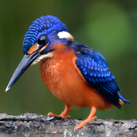 Raja Udang Burung Unik Yang Kehilangan Habitat Kaskus