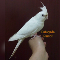 8776877698299829-penggemar-cockatiel---falck---parkit-australi-9829982987768776