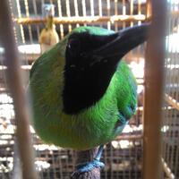 5-hal-yang-terjadi-jika-serangga-musnah-dari-muka-bumi