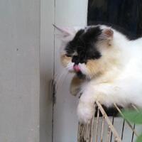 info-biro-jodoh-kucing-catlovers---read-page-1-first