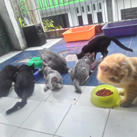 cat-lovers-kaskus-read-page-1-first---part-4