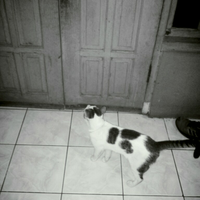 hello-community--kenali-dan-sayangi-kucing-bersama-cat-lovers-kaskus
