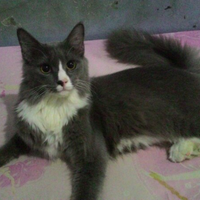 hello-community--kenali-dan-sayangi-kucing-bersama-cat-lovers-kaskus