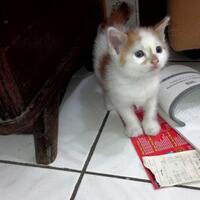 pic-kucing-kucing-dengan-bulu-suuper-unik