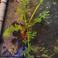 aquascape-for-everyone-learning-and-sharing---part-2