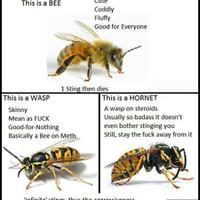 teror-lebah-bersarang-di-tiang-listrik-sarang-lebah-resahkan-warga