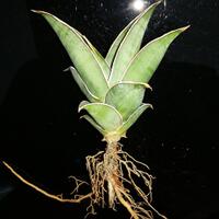 lidah-naga-sansevieria-flora--sansiviera---si-tajam-anti-polusi---part-3