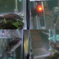 puffer-lounge-tetraodon-familysshow-ur-puffie-here