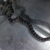 ball-python-python-regius-lovers-masuk-sininew-home---part-1