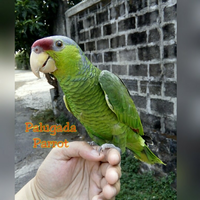 8776877698299829-penggemar-cockatiel---falck---parkit-australi-9829982987768776