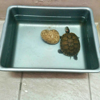 ltgtltgt-new-home-all-about-res-red-ear-slider---kura-brazil-ltgtltgt---part-1