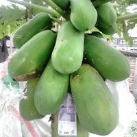 share-pepaya-california