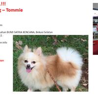 mohon-bantuan-kaskuser---telah-hilang-anjing-saya-pomeranian