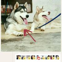 thread-hibah-adopsi-peliharaan-dan-kehilangan---part-3