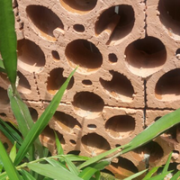 share-budidaya-buah-naga