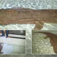 salamander-berumur-200-tahun-sebesar-anjing-ditemukan-di-china