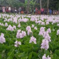 setelah-amaryllis-kini-giliran-eceng-gondok-jadi-sasaran-selfie-para-abg