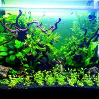 aquascape-for-everyone-learning-and-sharing---part-2