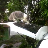 fenomena-tentang-memelihara-kucing-yang-sekarang-jadi-life-style-masuk-gan