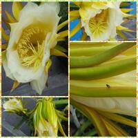 share-budidaya-buah-naga