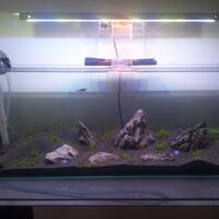 aquascape-for-everyone-learning-and-sharing---part-2