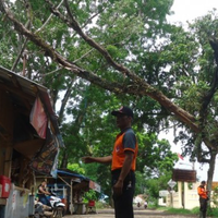 mimin--salahnya-pohon-di-pinggir-jalan-ini-mau-menimpa-warung