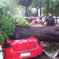 pohon-tumbang-timpa-3-mobil-hingga-ringsek-saat-hujan--angin-kencang-di-makassar