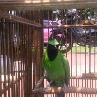 share-rawatan-burung-cucak-ijo