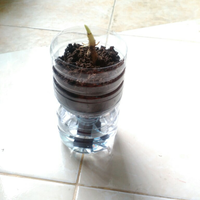 kombat---kaskuser-go-green-self-watering-pot-dari-botol-bekas