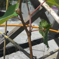 kampung-anggur----part-3