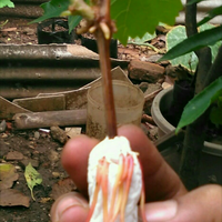 kampung-anggur----part-3