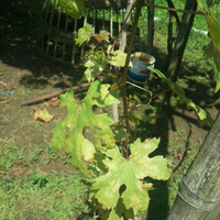 kampung-anggur----part-3