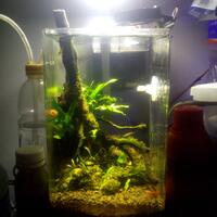 aquascape-for-everyone-learning-and-sharing---part-2