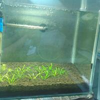 aquascape-for-everyone-learning-and-sharing---part-2