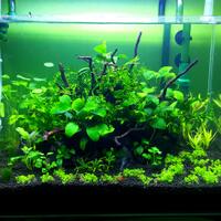 aquascape-for-everyone-learning-and-sharing---part-2