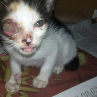 tolong-kucing-ini-dokter-hewan-dan-peduli-kucing-masuuuk