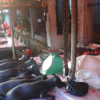 ular-babi-anjing-kucing-jadi-pilihan-menu-natal-di-sulut