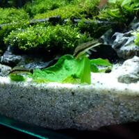 aquascape-for-everyone-learning-and-sharing---part-2