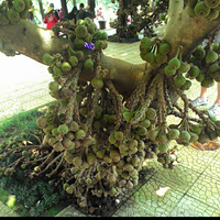 pohon-tin-pohon-ara-buah-tinbuah-ara-untuk-cancer-dan-collesterol-tinggi---part-2