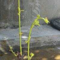 kampung-anggur----part-3