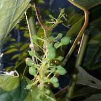 kampung-anggur----part-3