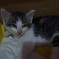 need-kitten-adopter-urgent