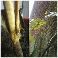 kampung-anggur----part-3