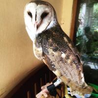 thread-khusus-burung-hantu-owl-kaskus---part-5