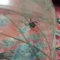 mengenal-black-widow-ratu-laba2