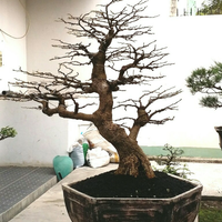 bonsai-kaskus-reborn--forum-sharing--diskusi-seputar-seni-bonsai-indonesia