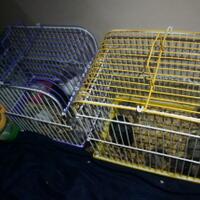 new-hamster-lovers---part-2